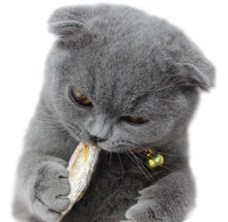 Product Introduction of Wholesale Fresh Water Dried Minnows Cat Snacks Bulk Feed Tooth Cleaning Molar Calcium Supplement Hamster Food Free Shipping 1kg 6