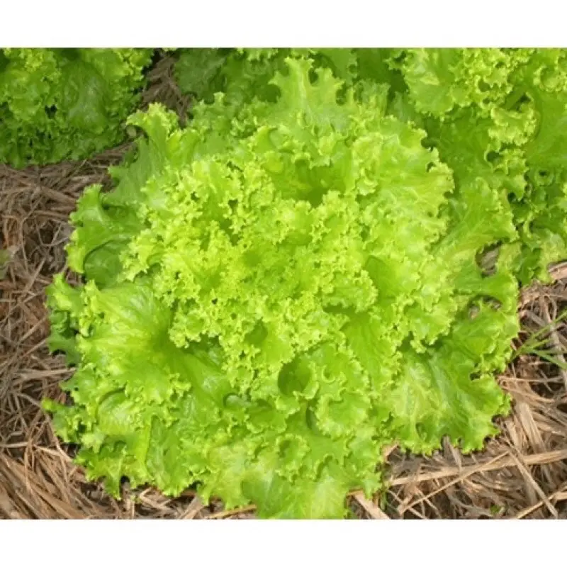 Hạt Giống Rau Cải Xà Lách Xoăn RD 708 (Gói 5gram) Chịu mưa tốt, dễ chăm sóc, cây to 4