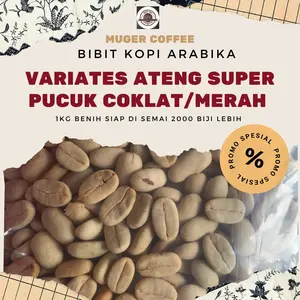 Benih Bibit kopi Arabika Ateng super pucuk coklat/merah 1kg. Benih Siap Semai
