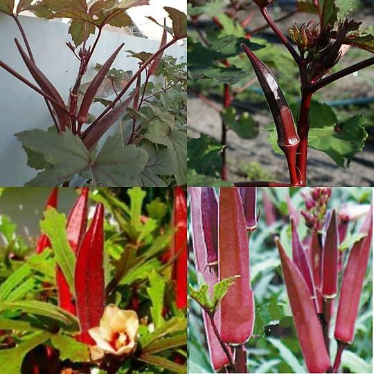 Hạt giống Đậu bắp đỏ RD 309 - gói 5g