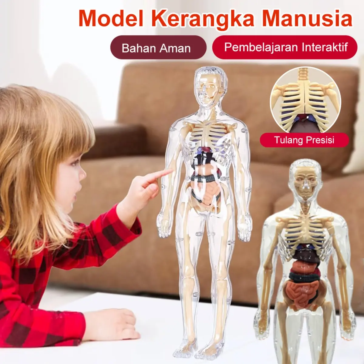 Model Kerangka Manusia 3D untuk Anak, Mainan Edukasi Pembelajaran Anatomi, Dapat Dibongkar