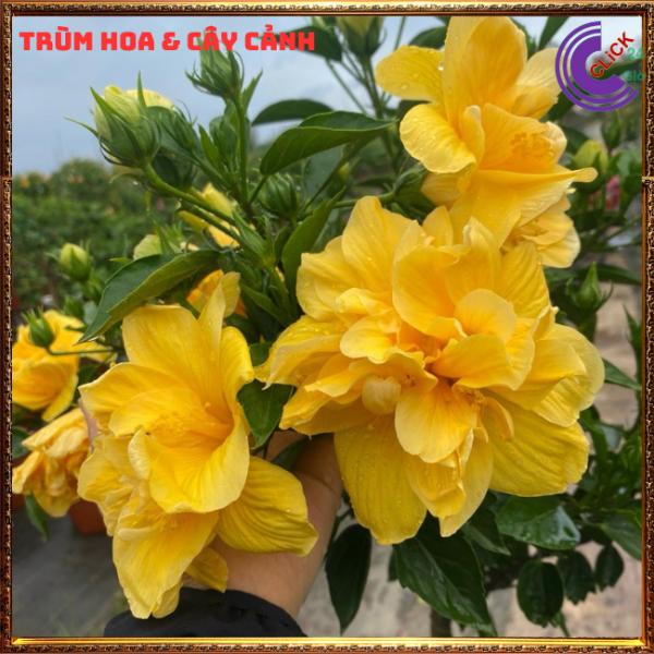 Chậu hoa râm bụt màu vàng cánh kép bông bụp thái đại hồng ho - TikTok ...