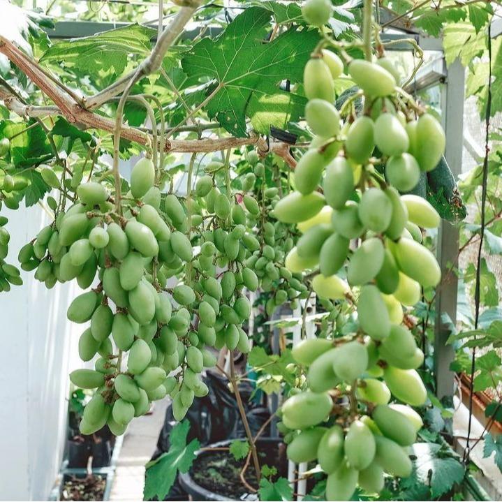 Hormon GA3 Mr. G untuk Tanaman Anggur - Pembesar Buah Anggur dan Giberlin Bunga - Brokoli, Food, Saus, Selai, Frozen, Tulang, Air, Berry, Etawa, Keranjang 7