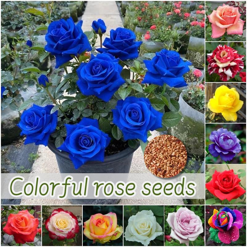 Product Introduction of ปลูกง่ายมีคุณภาพดี ดอกกุหลาบ บรรจุ 100 เมล็ด คละสี Colorful Rose Seeds เมล็ดดอกไม้ เมล็ดบอนสี ต้นไม้มงคล บอนสี ดอกไม้ปลูกสวยๆ บอนสีพันหายาก CODดอกไม้ ไม้ประดับ พันธุ์ดอกไม้ ต้นบอนสี ดอกไม้ปลูก แต่งบ้านและสวน Flower Seeds for planting 69
