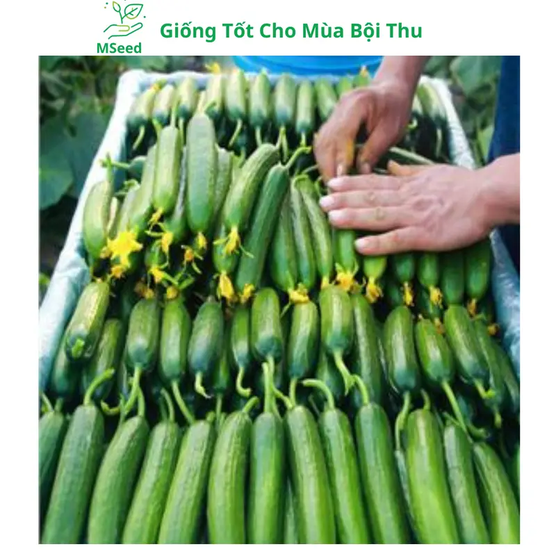 Hạt giống Dưa Leo Chùm siêu trái, Dưa Chuột Chùm dễ trồng năng suất cao - Mseed 7