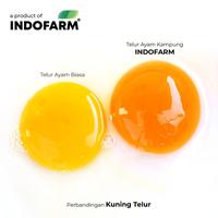Gambar [BUNDLING 5 BOX] Telur Ayam Kampung Asli - Telur Mengandung Omega 3 dari Indofarm Product Kota Administrasi Jakarta Utara 2 Tokopedia