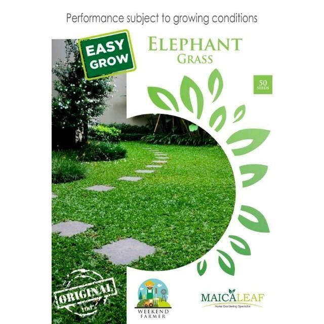 BENIH ELEPHANT GRASS MAICA LEAF Mawar Dekorasi 0