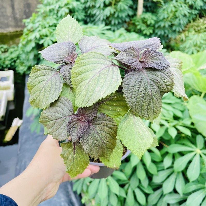 Cây tía tô cây rau ăn sống rau gia vị cho mọi nhà 1