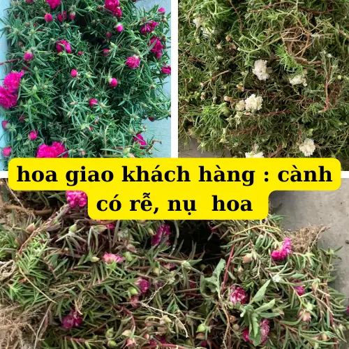 hoa mười giờ thái kép 12 màu khác nhau. cây dễ phát triển nhiều màu hoa 2