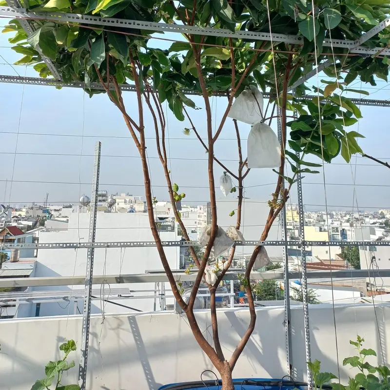 Cây mận đỏ an phước ( tặng kèm phân bón) 2