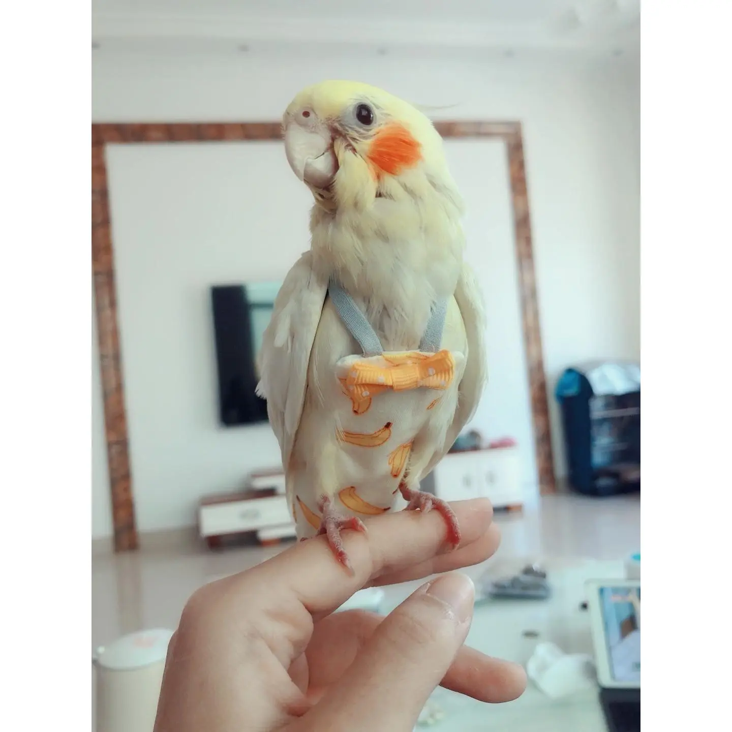 Parrot Diaper Parrot Clothes Cute Baby Diapers Shit Pocket Flight Suit Three-Dimensional for Birds Diaper Pants Shit Pocket Clothes for Birds