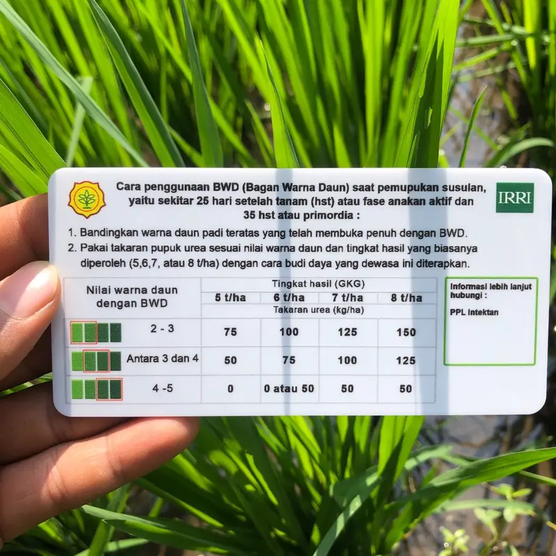 BWD 4 Chart (Bagan Warna Daun) Indikator daun tanaman padi 1