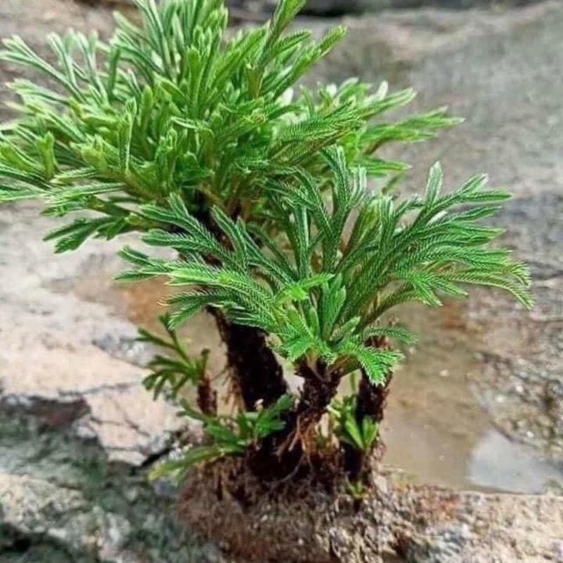 Trường Sinh Thảo Trồng Bonsai,Hòn Non Bộ,Tiểu Cảnh Sân Vườn,Bàn Làm Việc,Hồ Cá Koi …. 3