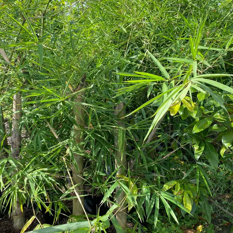 Cây giống tre tầm vông, lấy măng và sử dụng cây bền chắc 6