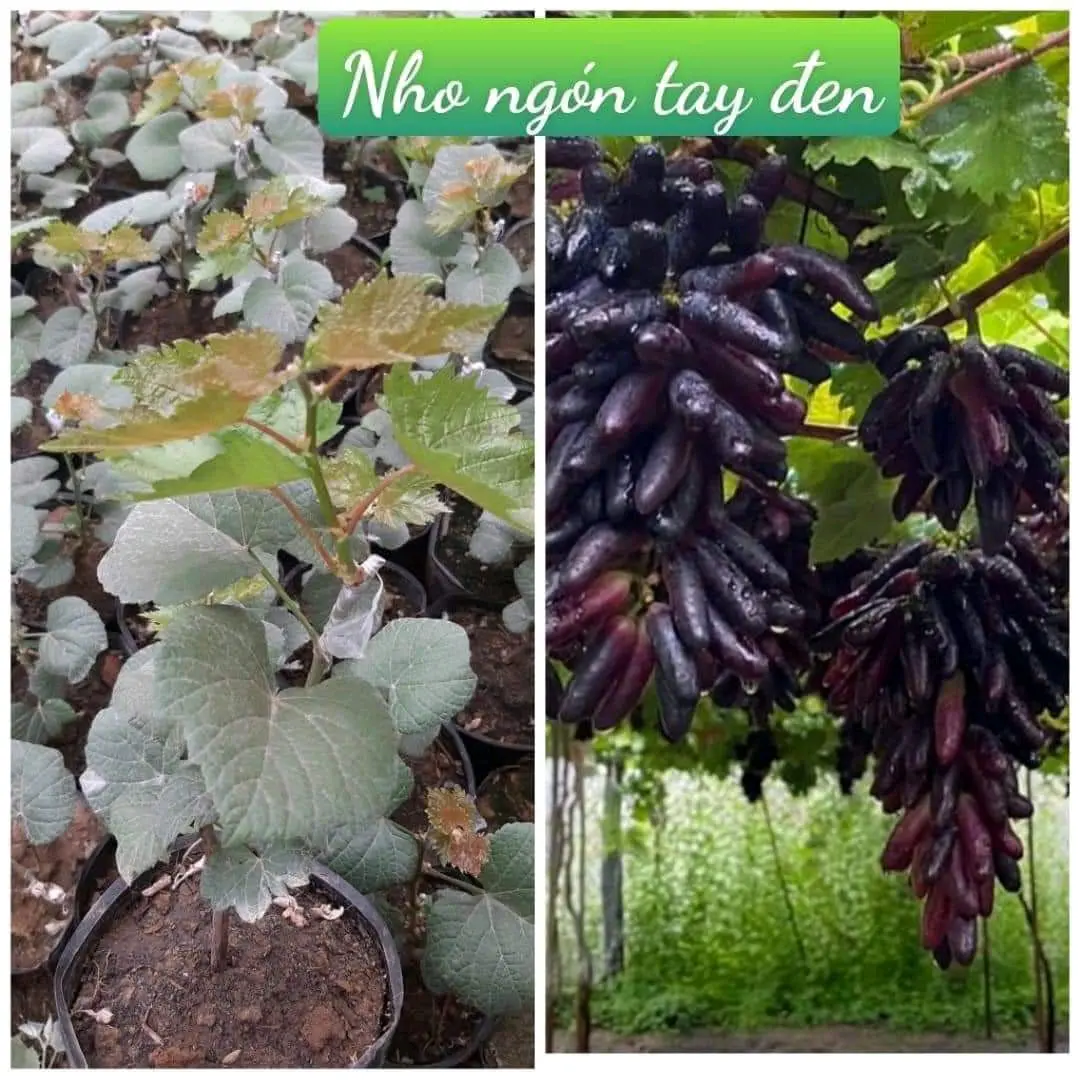 Cây Nho Ngón tay đen không hạt