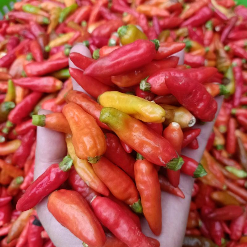 4 chai Tương ớt đặc sản Mường Khương 5