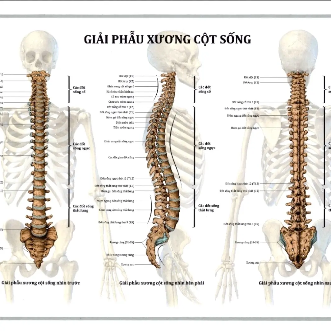 Tranh giải phẫu xương cột sống 50×75cm tranh treo tường Đồng bức ảnh
