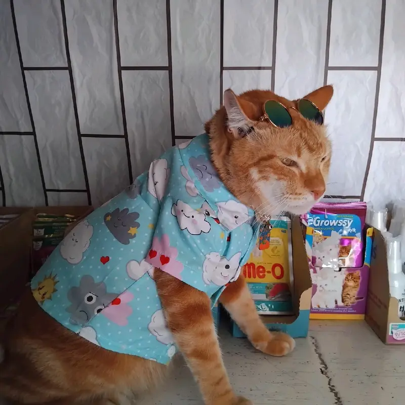 Baju Kucing murah Nyaman Dipakai Motif Karakter Lucu Keren 3