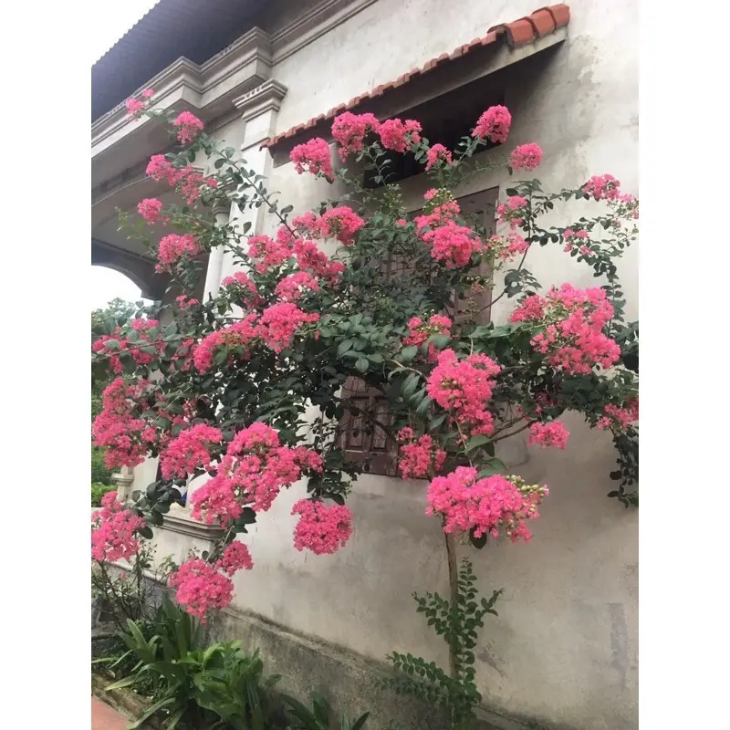 Cây hoa tường vi hồng mua 5 tặng 1