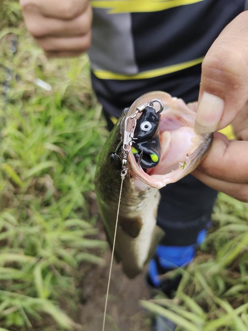 Product Introduction of Lure Soft Frog Mini umpan pancing Ukuran 3cm Berat 5grm Untuk Mancing Casting Ikan Gabus 4
