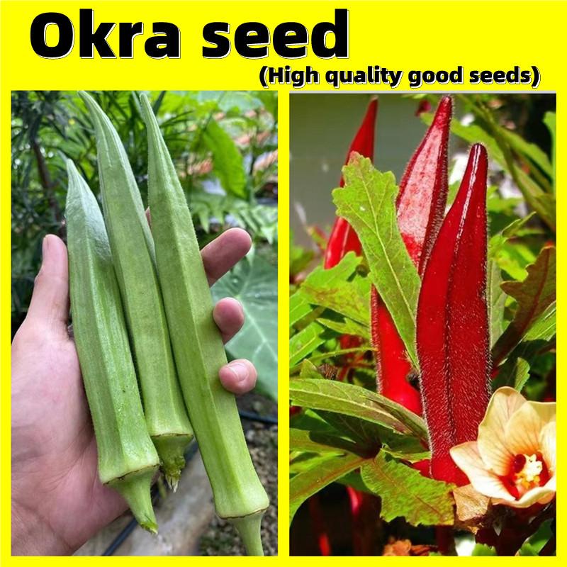 Okra Seeds เมล็ดพันธุ์กระเจี๊ยบ - เมล็ด ปลูกง่าย ปลูกได้ทั่วไทย เมล็ดพันธุ์ กระเจี๊ยบมอญ สีแดง ควีนส