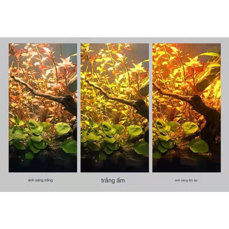 Product Introduction of Đèn Led Rọi Thuỷ Sinh Biotop - Thích Hợp cho những hồ Thuỷ Sinh, hồ Bán Cạn, Hồ Tiểu Cảnh... DREAMER GUPPY.. 21
