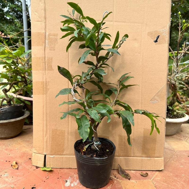 Cây mai Đại Lộc - (đảm bảo mặt hoa) gốc ghép bonsai