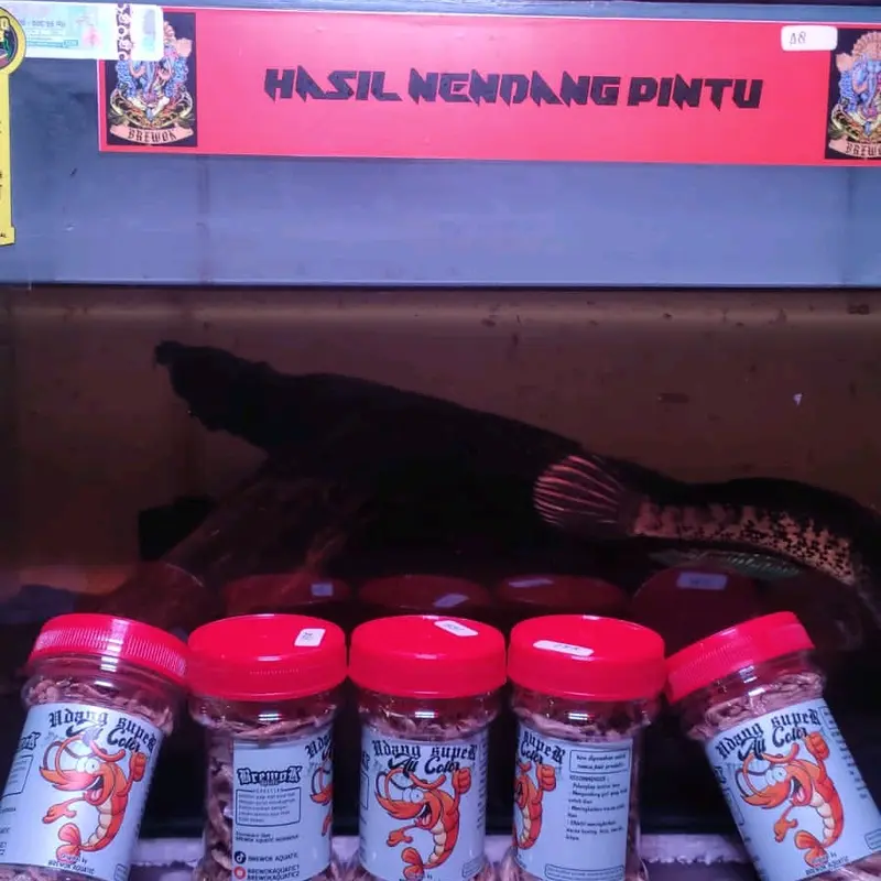 SRIKER CHANNA MARU KECIL TUA 1