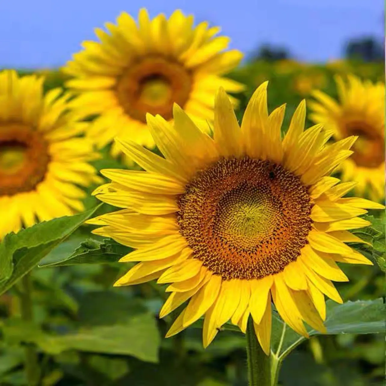 50 SEED -Giant Sunflower seed | Benih Bunga Matahari Besar
