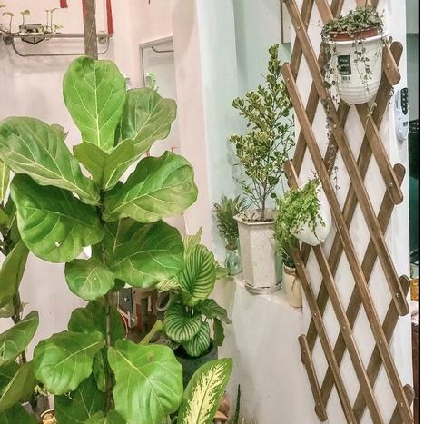[Cao Cấp] Khung giàn gỗ treo cây ban công, Giàn leo hoa hồng gỗ KT 140x 60 cm Goodwood - Gỗ keo tự nhiên, chống mối mọt, ẩm mốc 5