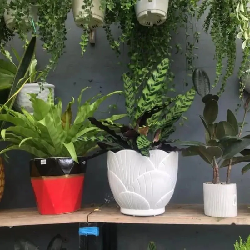 Chậu nhựa trồng hoa cây cảnh giả sứ hình sò đủ kích thước
