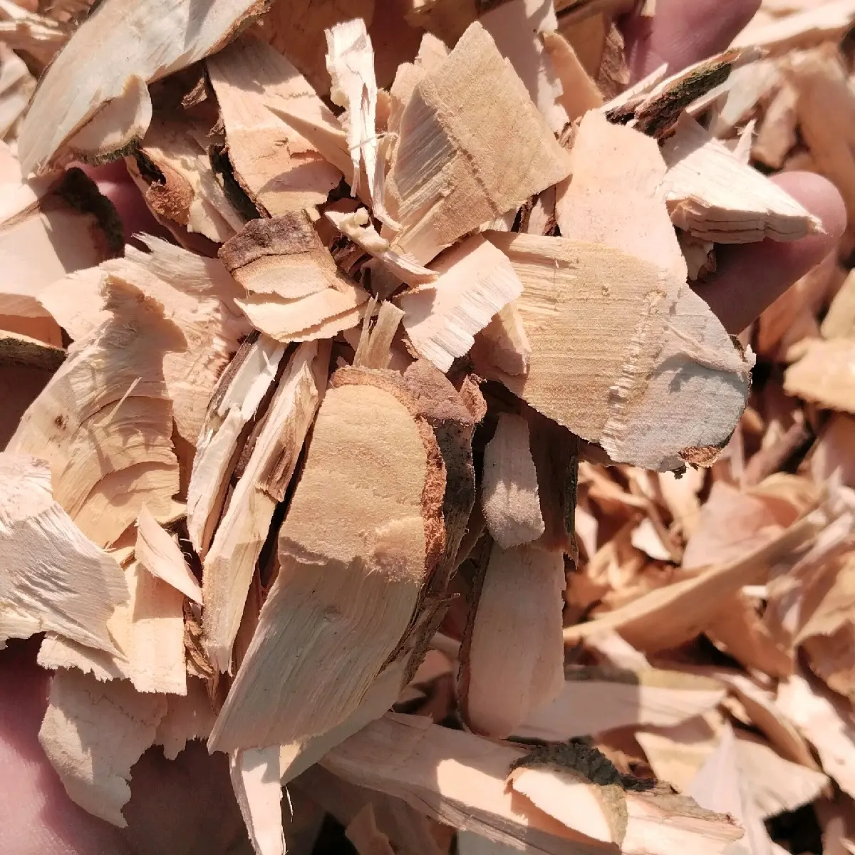 Cây cơm nguội phơi khô thiên nhiên 500g