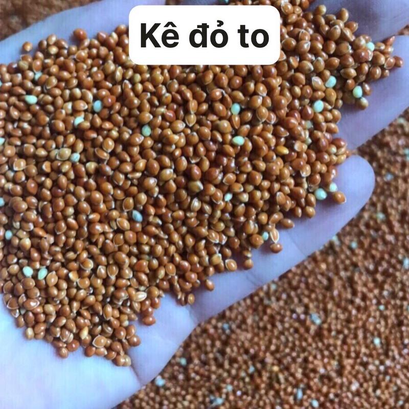COMBO 5kg Kê đỏ to dành cho vẹt , yến phụng , cu gáy