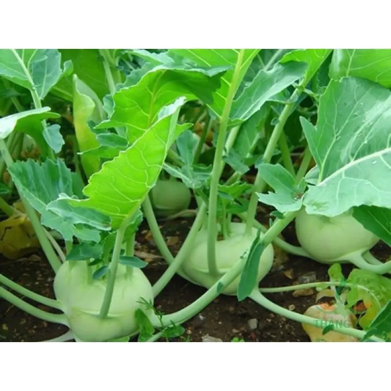 Hạt Giống Củ Su Hào RD 703 (Gói 5gram) Củ to, dễ chăm sóc, trồng quanh năm 6