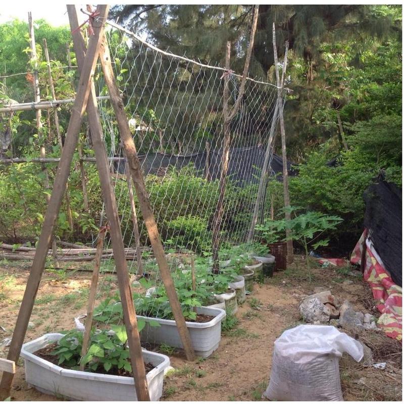 Jaring Tanaman Rambat Plants Climbing Net Polyester 1.67x10M 1