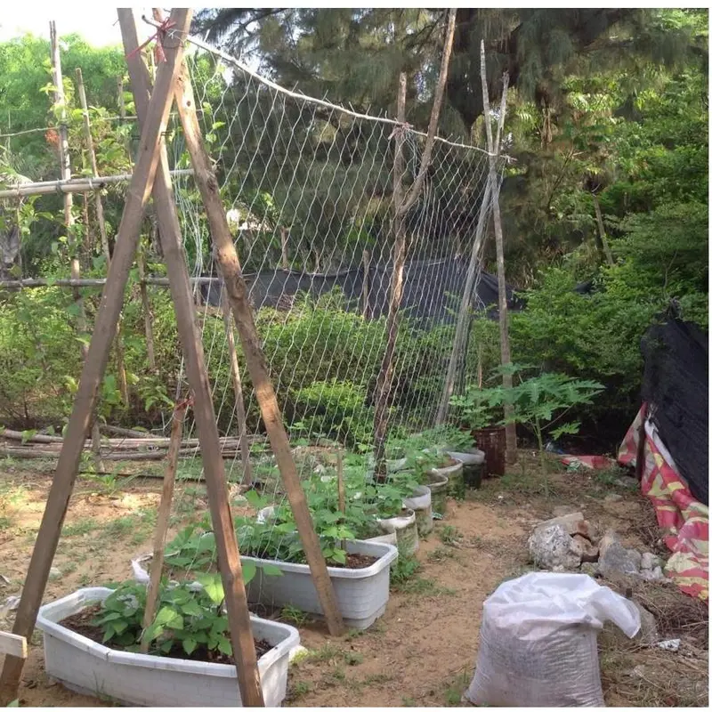 Jaring Tanaman Rambat Plants Climbing Net Polyester 1.67x10M 1