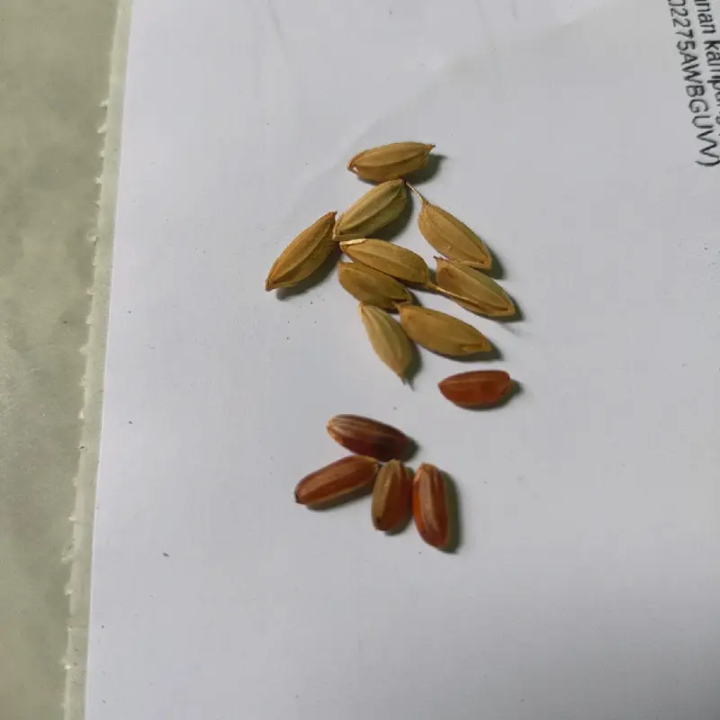 Benih padi gogo padi darat super berat 1 kg Tanaman Merah 4