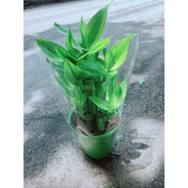Cây Trúc Phát Tài Gửi Hàng Như Hình 3