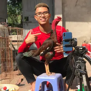 Gà Chọi Tuấn Cận