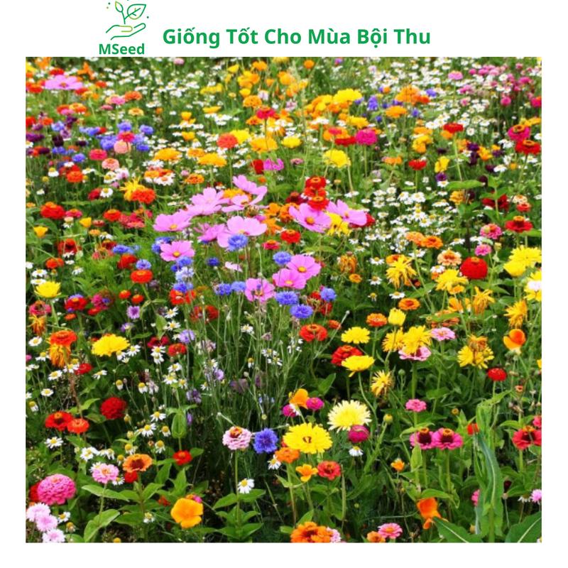   Gói 800 Hạt  Tổng Hợp 21 Loại Hạt Giống Hoa Dễ Trồng Đủ Màu Trong 1 Gói - MSeed 