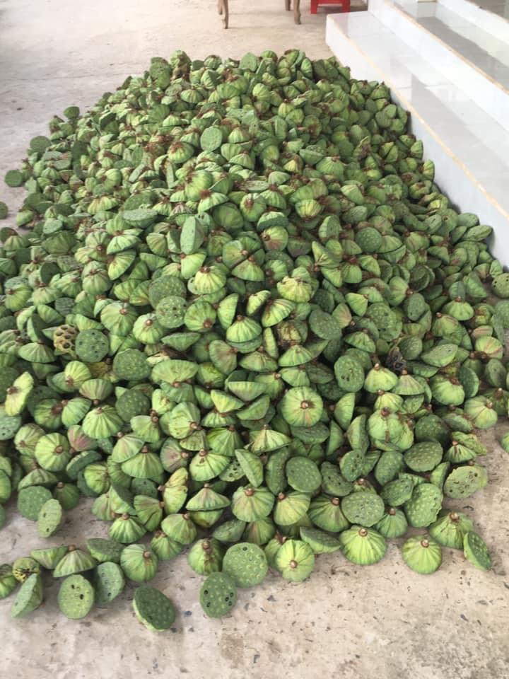 Product Introduction of Hạt sen tươi nguyên vỏ, giòn, ngọt 2
