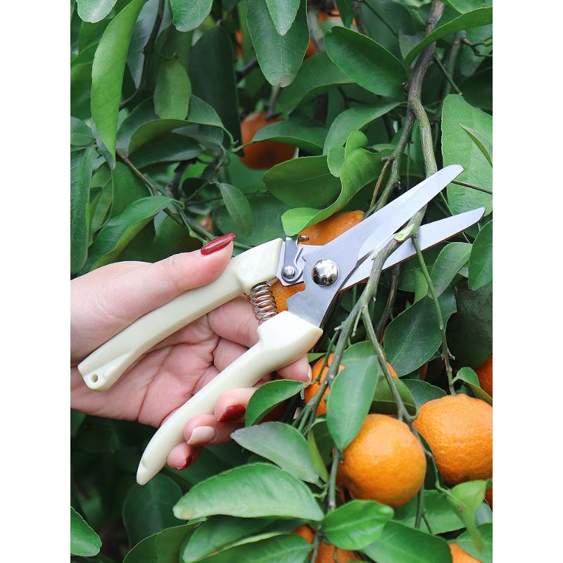 Stainless Steel Branch Pruning Shears For Picking Fruits And Flowers, Garden Fruit Tree Flower Grafting Tools 1