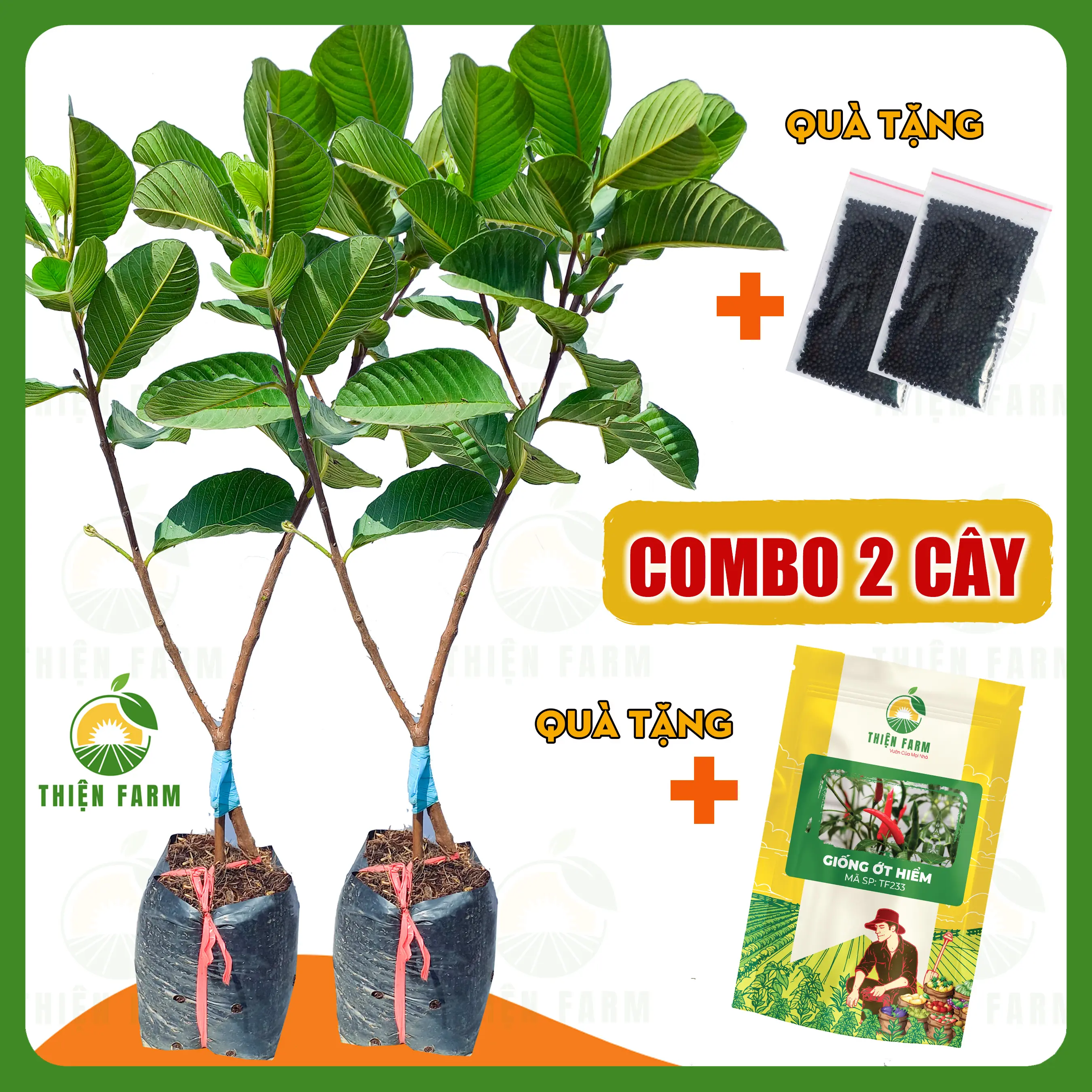 [Combo 2 cây kèm quà] 2 Cây Ổi Ruby THIỆN FARM giòn ngọt đậm ít hạt, thịt hồng, trồng chậu, trồng sân thượng, ban công ăn