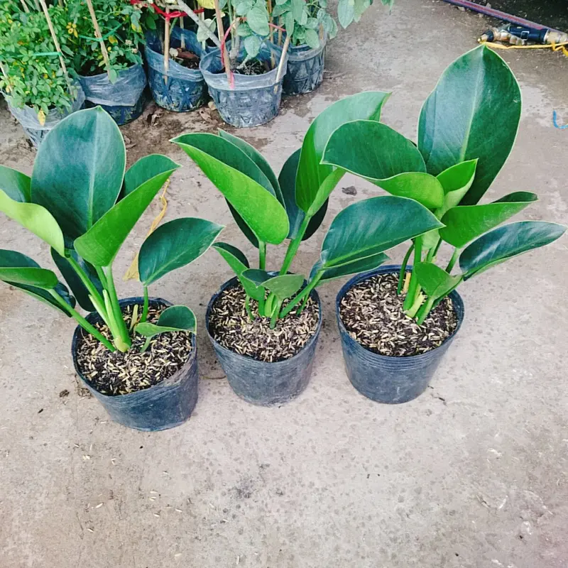 Trầu Bà Đế Vương Xanh - cây cảnh để bàn 4