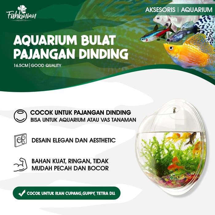 Gambar AQUARIUM AKRILIK DINDING BULAT 16,5CM - size 16,5 cm dari FISHKINIANSTORE Kota Tangerang Selatan Tokopedia