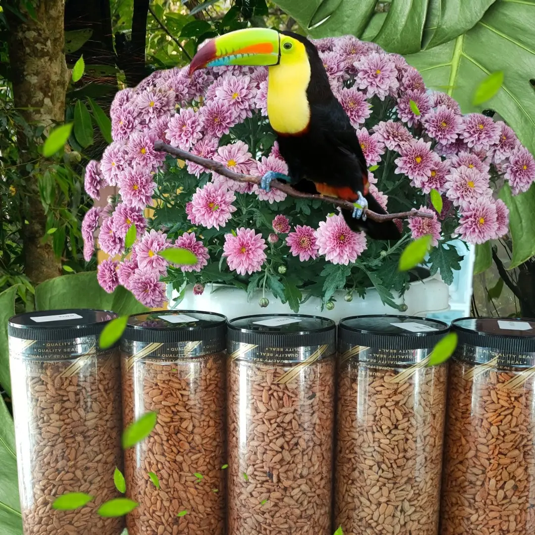 kuaci viral rangup berperisa sedap dan rangup Food Snacks