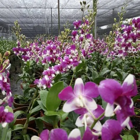 Anggrek Dendrobium Jade Fancy - Tanaman Hias dengan Daun Sehat dan Batang Besar - Gambar, Bunga, Jamur 1