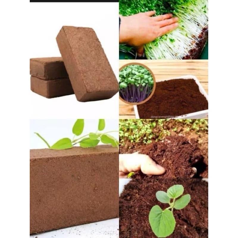  Combo 5 viên nén xơ dừa hữu cơ - đất trồng cây tiện ích   chữ nhật   giống  hoa 