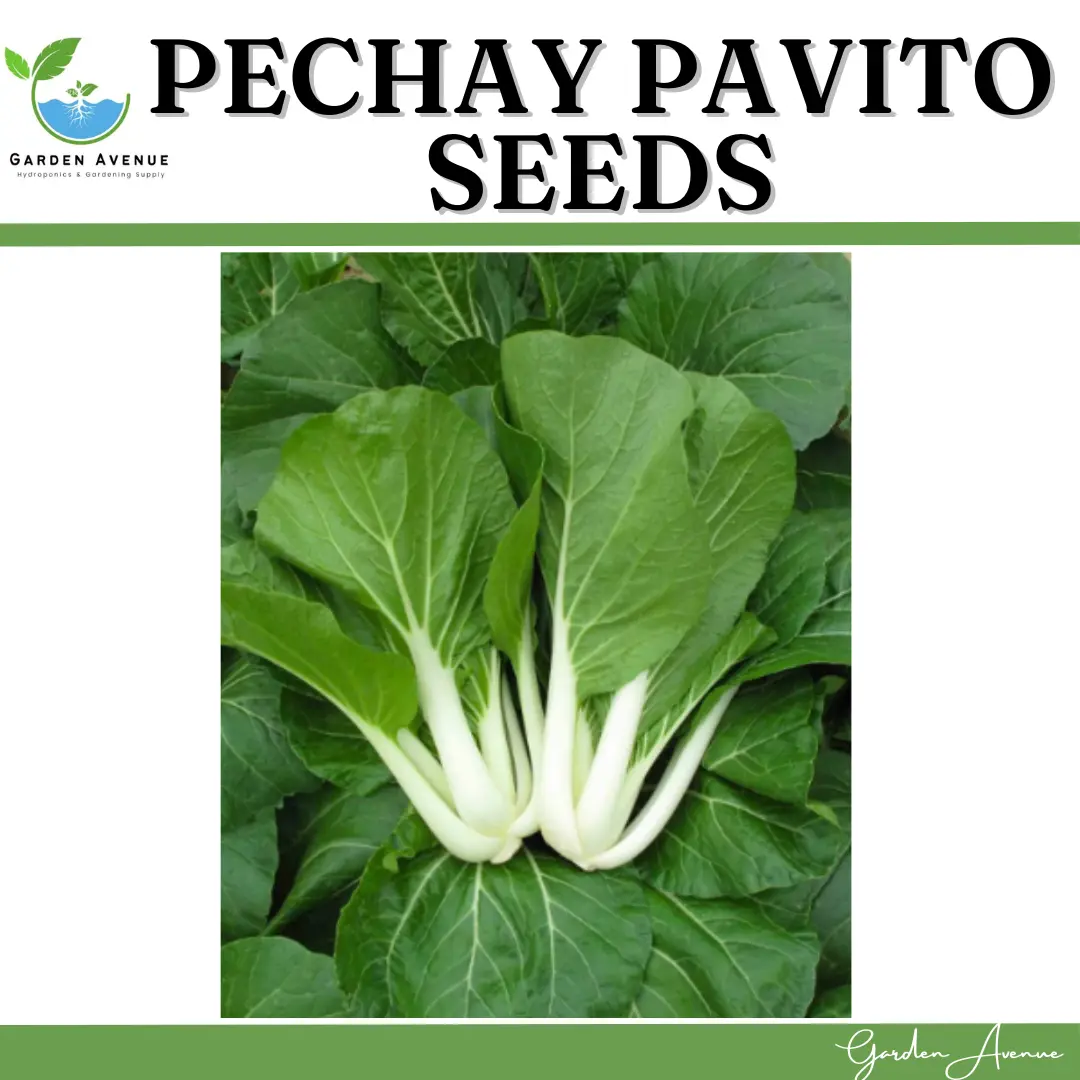 PECHAY PAVITO SEEDS HYBRID/30DAYS HARVEST/EASY TO GROW/MORE PROFIT ...