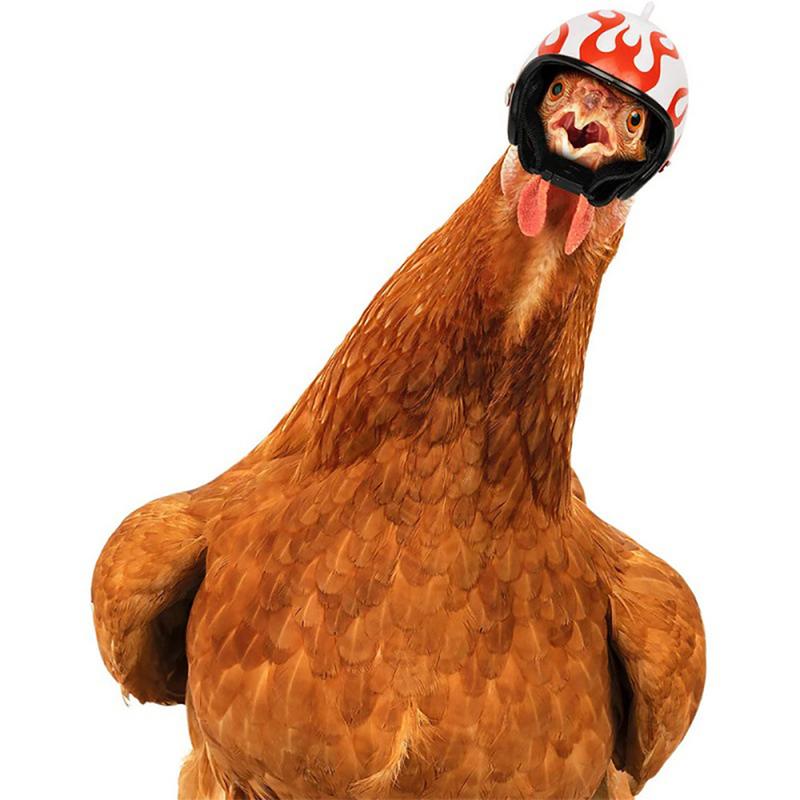 Product Introduction of Funny Chicken Helmet Small Bird Duck Quail Hard Hat Headgear Prevent The Chicken From Smash Protect for Hens Head Small Pet Clothing 12